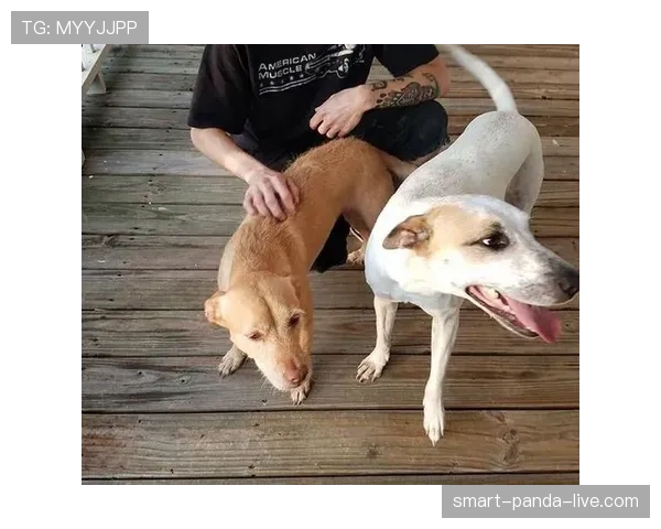 张继科穿拖鞋遛狗，车库停着能买好几套房的车，心态跟我不在一个地球